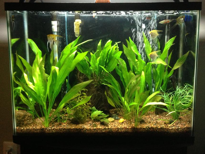 Rated #55: 37 Gallons Planted Tank - 37 gallon beginner planted tank