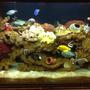 fish tank picture - My seawater fish tank
