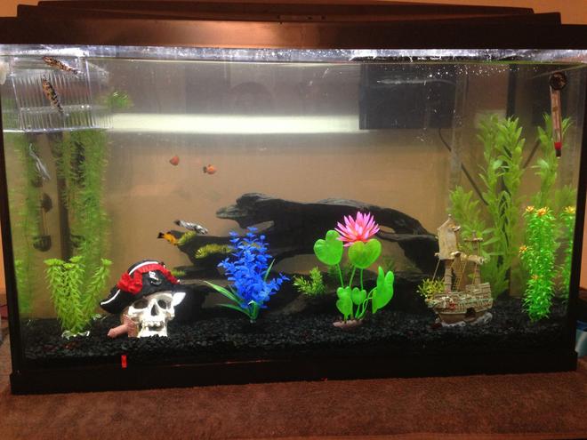 29 gallons freshwater fish tank (mostly fish and non-living decorations) - 29 gallon community tank. Top fin 30 filter. 
2) Dwarf gouramis
5) Dalmatian mollies
2) Micky mouse platys
2) Sunburst platys
1) Redwag platy
1) Algae eater