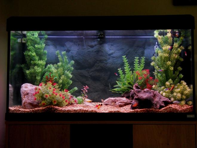 53 gallons freshwater fish tank (mostly fish and non-living decorations) - 200 litre