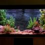 53 gallons freshwater fish tank (mostly fish and non-living decorations) - 200 litre