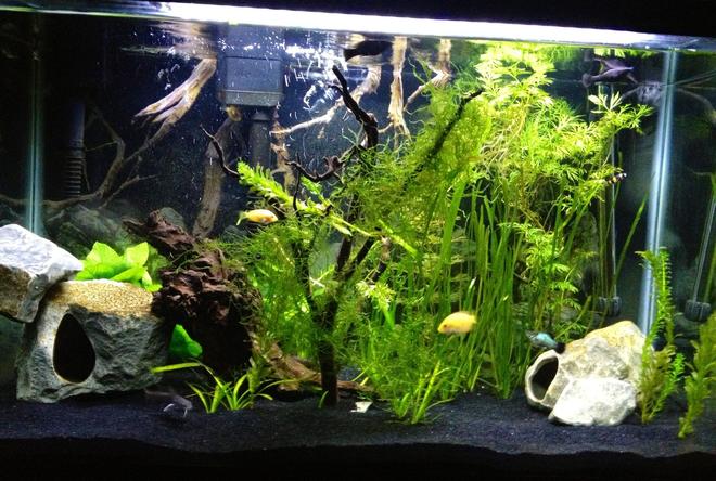 55 gallons freshwater fish tank (mostly fish and non-living decorations) - 29G low brackish lightly planted
with 3 orange chromide, 3 molly and
1 platy, 1 bumblebee goby, 2 small
catsharks. 
Plants: anacharis, watersprite, java moss, purple cabomba, italian val, dwarf sag