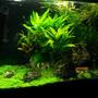 20 gallons planted tank (mostly live plants and fish) - Plants