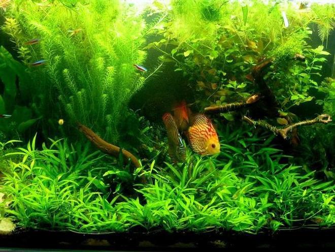 freshwater fish tank (mostly fish and non-living decorations) - -