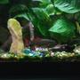 freshwater fish - epalzeorhynchos frenatus - rainbow shark stocking in 75 gallons tank - Rainbow shark