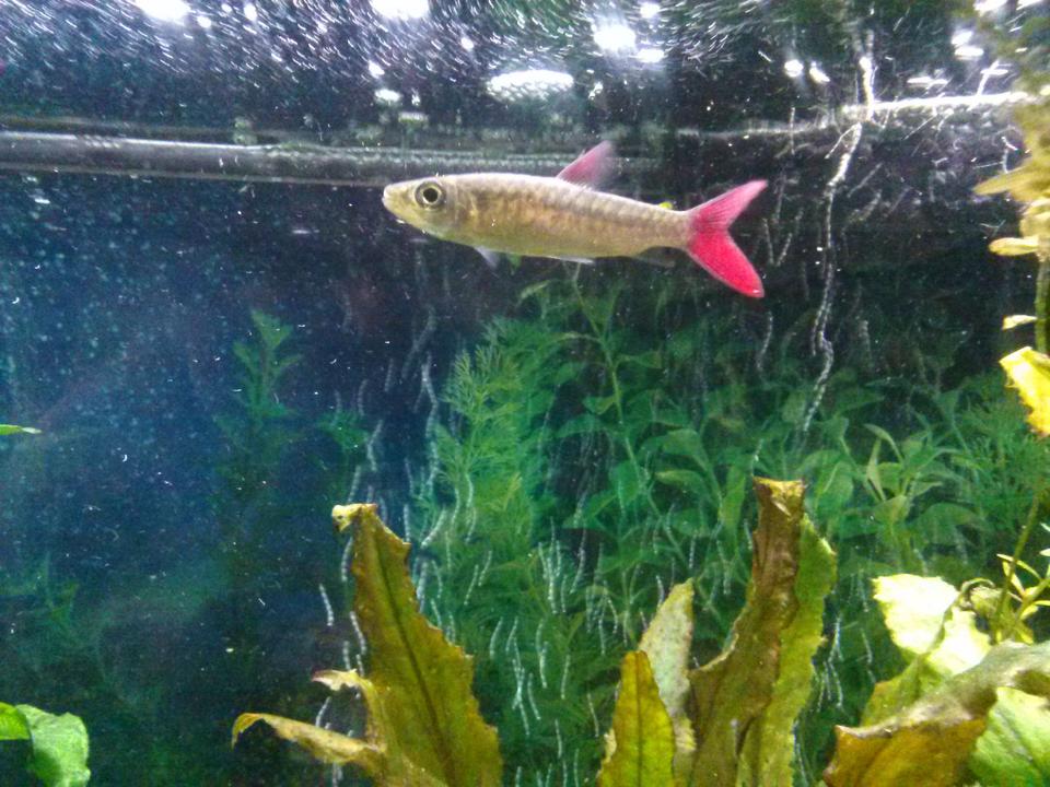 freshwater fish - chalceus macrolepidotus - pink tailed chalceus stocking in 75 gallons tank - Pink tail