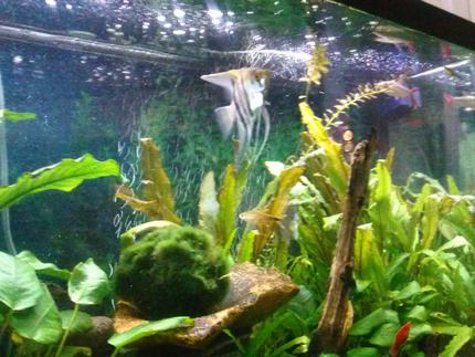 freshwater fish - pterophyllum scalare - half black angelfish stocking in 75 gallons tank - Angel fish
