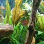 freshwater fish - trichogaster lalius - dwarf gourami stocking in 75 gallons tank - Fire belly gromie