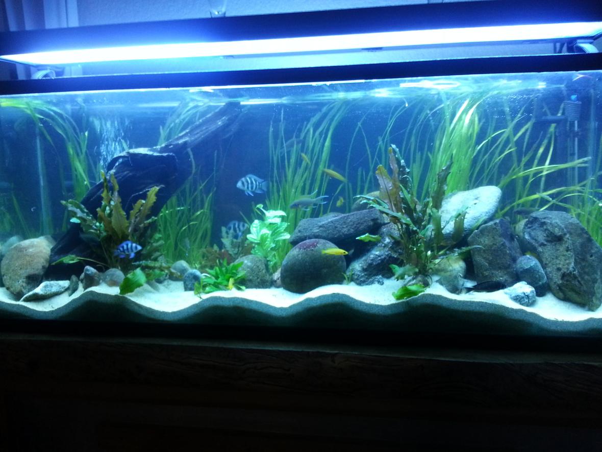 70 gallons planted tank (mostly live plants and fish) - Planted tang tank