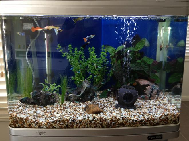 24 gallons freshwater fish tank (mostly fish and non-living decorations) - Fish Tank