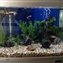 24 gallons freshwater fish tank (mostly fish and non-living decorations) - Fish Tank
