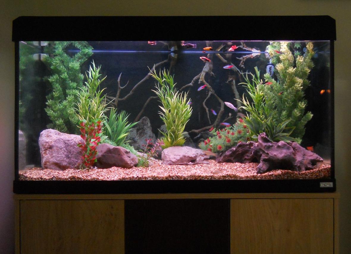 53 gallons freshwater fish tank (mostly fish and non-living decorations) - 200 litre
