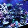 110 gallons reef tank (mostly live coral and fish) - Sps tank