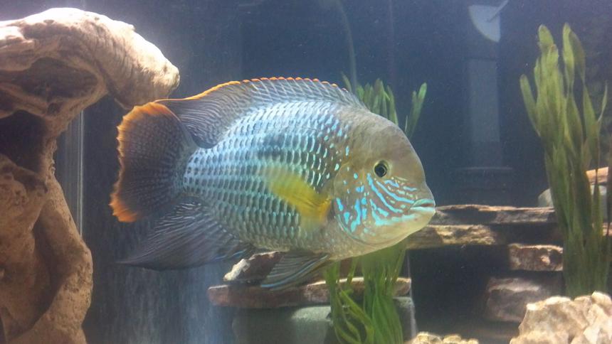 Rated #4: Freshwater Fish - Aequidens Rivulatus - Green Terror Stocking In 75 Gallons Tank - Green Terror (Baby T)