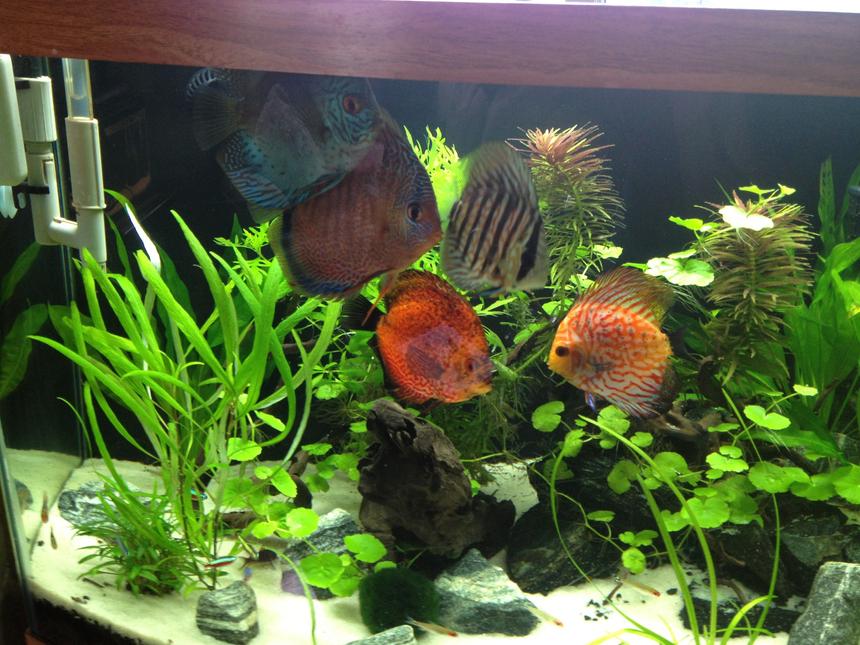 Rated #8: Freshwater Fish - Symphysodon Aequifasciata - Green Discus Stocking In 49 Gallons Tank - My Fish