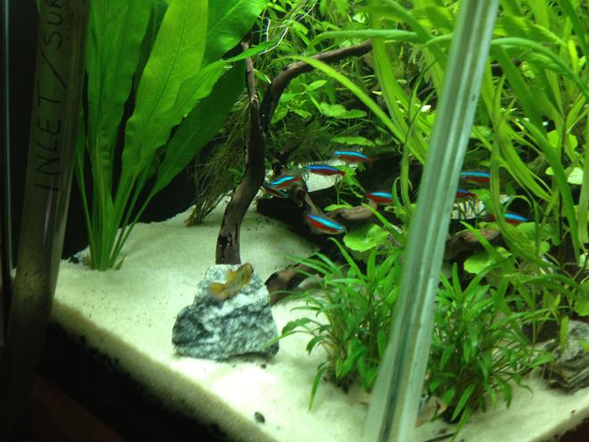 freshwater fish - paracheirodon innesi - neon tetra jumbo stocking in 49 gallons tank - My Fish