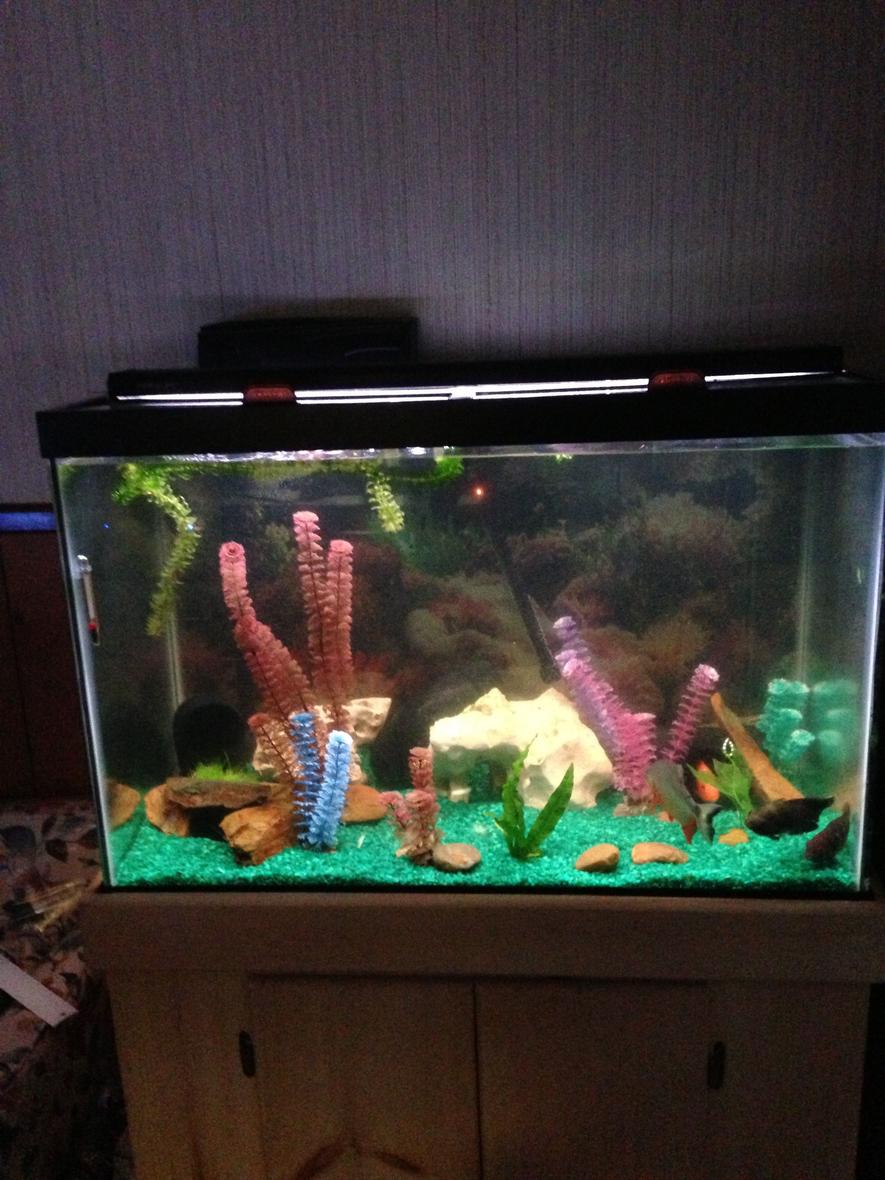 Rated #183: 75 Gallons Freshwater Fish Tank - This is my 50 gallon tank as u can tell its not the most beautiful one yet but it's coming along