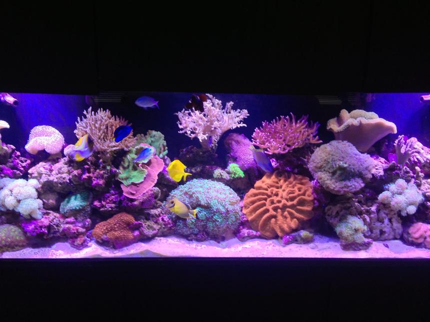 Rated #1: 120 Gallons Reef Tank - Living the reef hobby and loving it