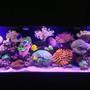 120 gallons reef tank (mostly live coral and fish) - Living the reef hobby and loving it