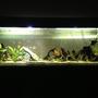 fish tank picture - Tank full