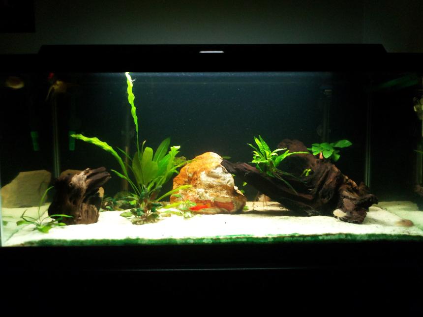Rated #80: 40 Gallons Planted Tank - This is my 40 gallon (breeder) planted freshwater tank.