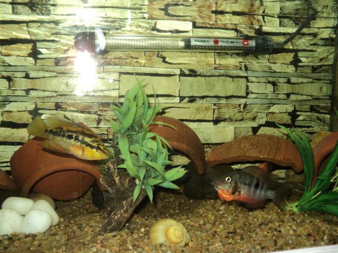 freshwater fish - thorichthys meeki - firemouth cichlid stocking in 75 gallons tank - Salvini & Firemouth