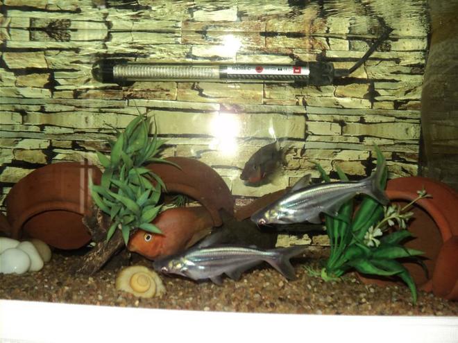 freshwater fish - pangasius hypophthalmus - iridescent shark stocking in 75 gallons tank - My Iridescent Shark Catfishes,
Parrot under cave and Firemouth