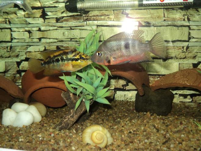 freshwater fish - thorichthys meeki - firemouth cichlid stocking in 75 gallons tank - Salvini & Firemouth.. head to head.. fighting