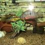 freshwater fish - thorichthys meeki - firemouth cichlid stocking in 75 gallons tank - Salvini & Firemouth.. head to head.. fighting