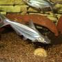 freshwater fish - pangasius hypophthalmus - iridescent shark stocking in 75 gallons tank - Iridescent Shark Catfish