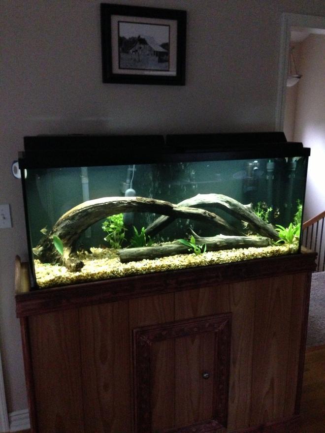 55 gallons planted tank (mostly live plants and fish) - 55 gal tank with some plants