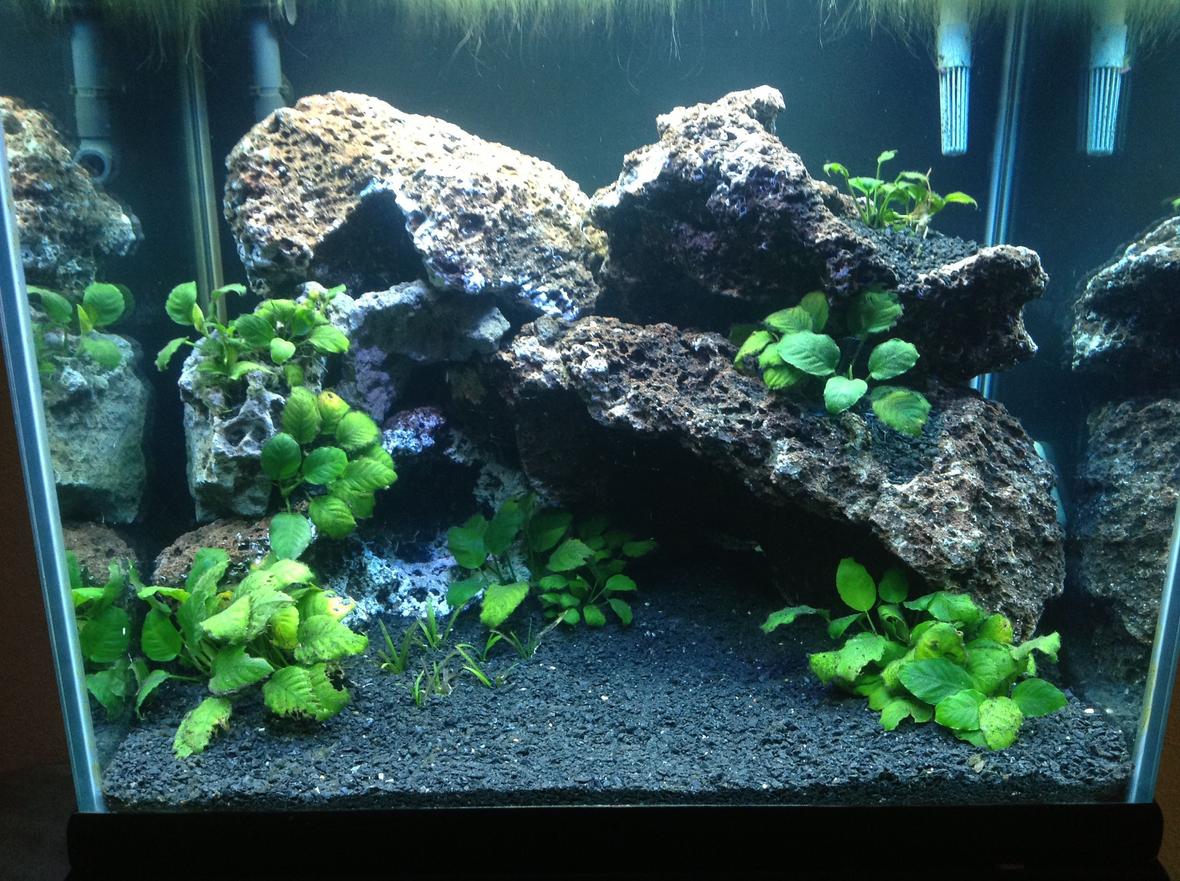 fish tank picture - Fish less so far