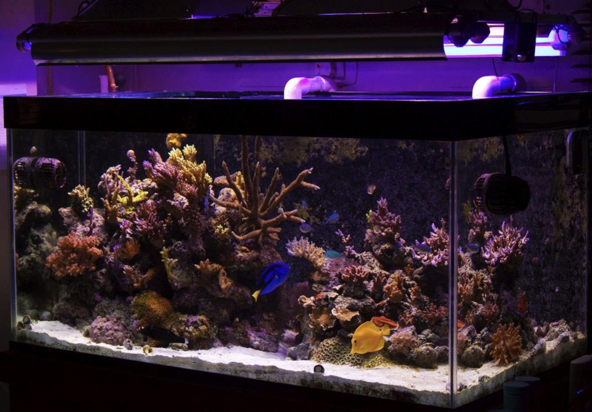 120 gallons reef tank (mostly live coral and fish) - My Tank