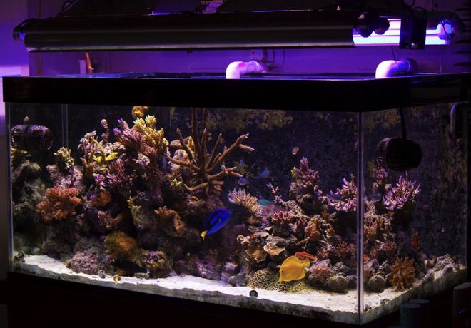 120 gallons reef tank (mostly live coral and fish) - My Tank
