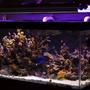 120 gallons reef tank (mostly live coral and fish) - My Tank