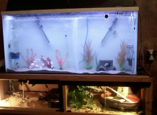 55 gallons freshwater fish tank (mostly fish and non-living decorations) - This is a picture of my 55 gallon fish tank and underneath it is a two sided terrarium for my green anole lizards