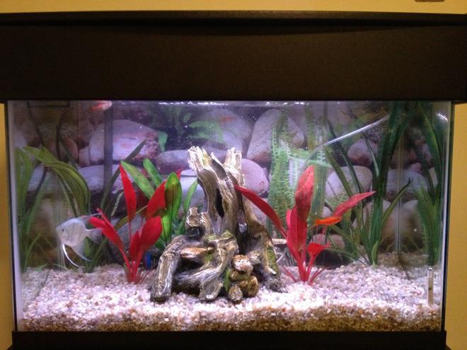 29 gallons freshwater fish tank (mostly fish and non-living decorations) - 29 gallon tank with an angelfish, 2 swordtails, glowlight tetras, and a  melanistus corydora.