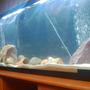 55 gallons freshwater fish tank (mostly fish and non-living decorations) - 55 gallon fresh water tank...