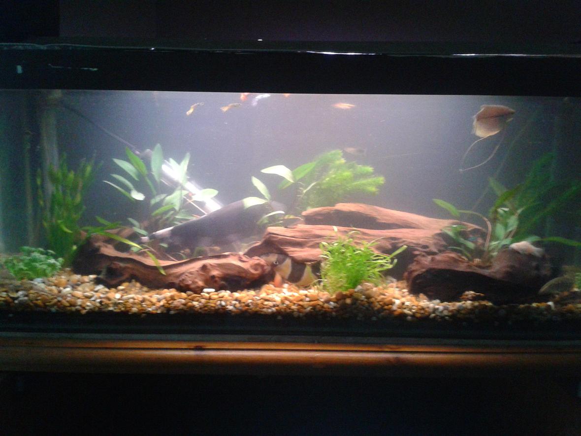 10 gallons freshwater fish tank (mostly fish and non-living decorations) - my middle tank of three. going to try aquascaping my big tank so taking my time to make it as natural as possible.