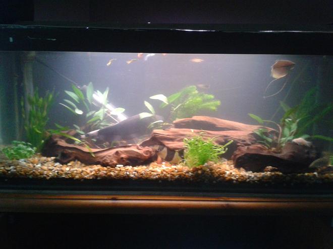10 gallons freshwater fish tank (mostly fish and non-living decorations) - my middle tank of three.
going to try aquascaping my big tank so taking my time to make it as natural as possible.