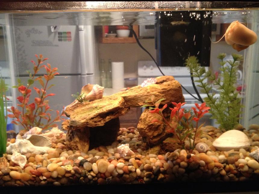 Rated #143: 10 Gallons Freshwater Fish Tank - My own little world:)