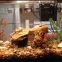 10 gallons freshwater fish tank (mostly fish and non-living decorations) - My own little world:)