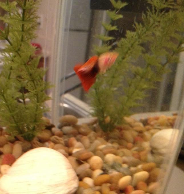 freshwater fish - poecilia reticulata - guppy stocking in 10 gallons tank - Guppy