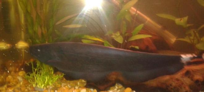 freshwater fish - apteronotus albifrons - black ghost knifefish stocking in 10 gallons tank - My Black Ghost Knifefish. 
He,s around 8- 11 inches long.
one of my favourites.