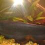 freshwater fish - apteronotus albifrons - black ghost knifefish stocking in 10 gallons tank - My Black Ghost Knifefish. He,s around 8- 11 inches long. one of my favourites.