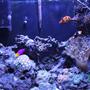 33 gallons reef tank (mostly live coral and fish) - 2 years old.