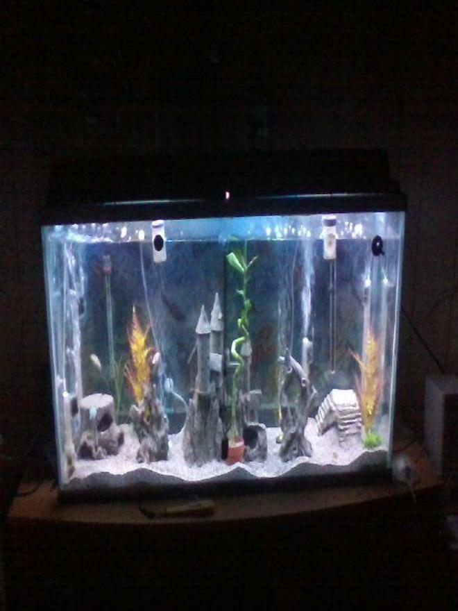 55 gallons freshwater fish tank (mostly fish and non-living decorations)