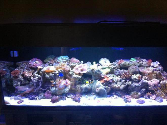 180 gallons reef tank (mostly live coral and fish) - 8 months since set-up
