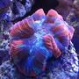 corals inverts - trachyphyllia geoffroyi - brain coral stocking in 180 gallons tank - one of my favorites!!