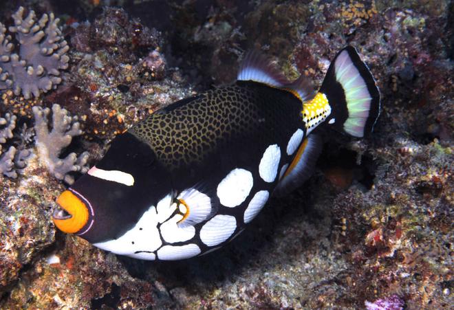 saltwater fish - balistoides conspicillum - clown triggerfish stocking in 180 gallons tank